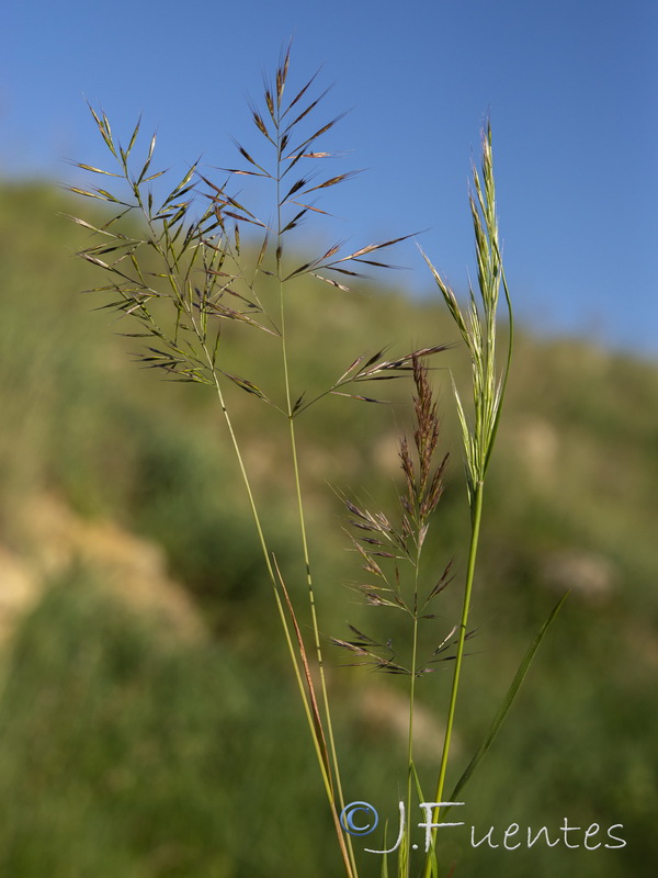 Festuca geniculata.01