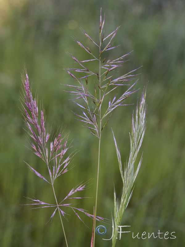 Festuca geniculata.02