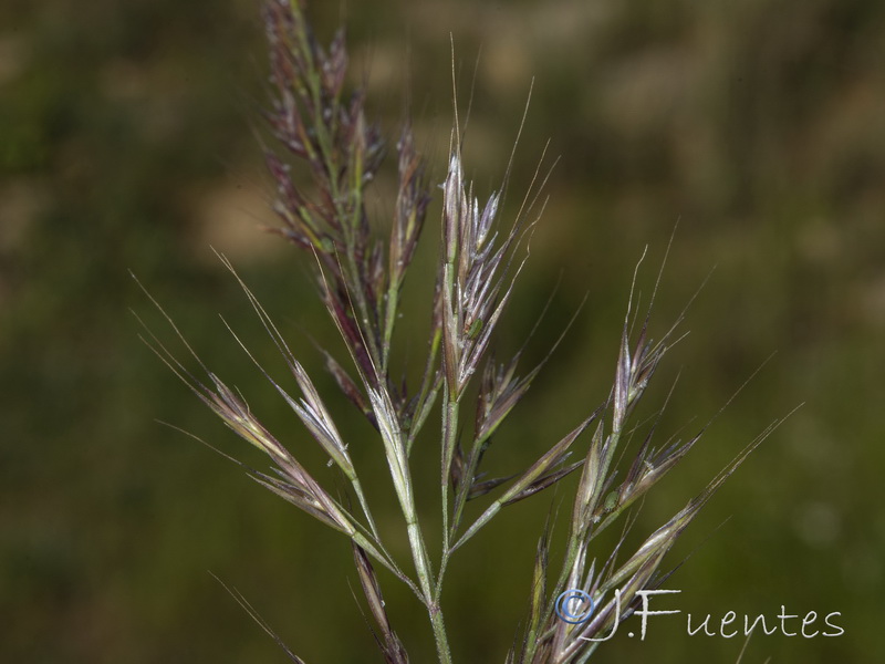 Festuca geniculata.03