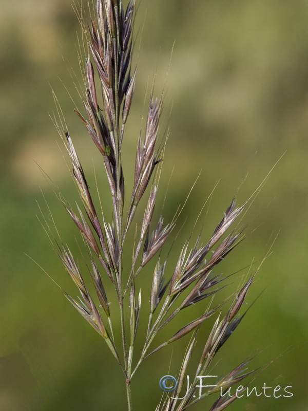 Festuca geniculata.04