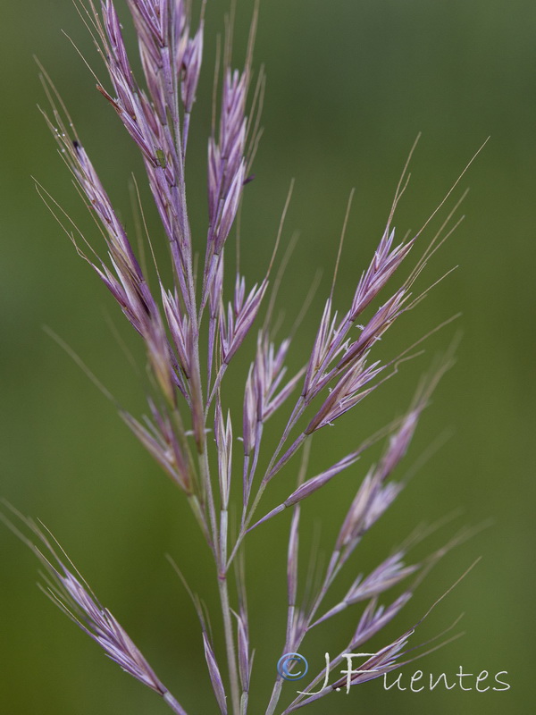 Festuca geniculata.05