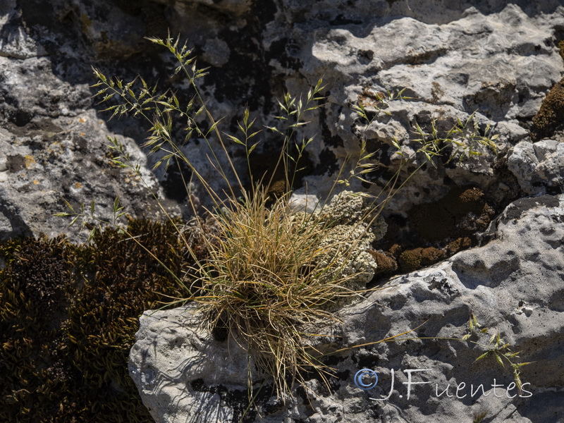 Festuca greuteri camarolensis.01
