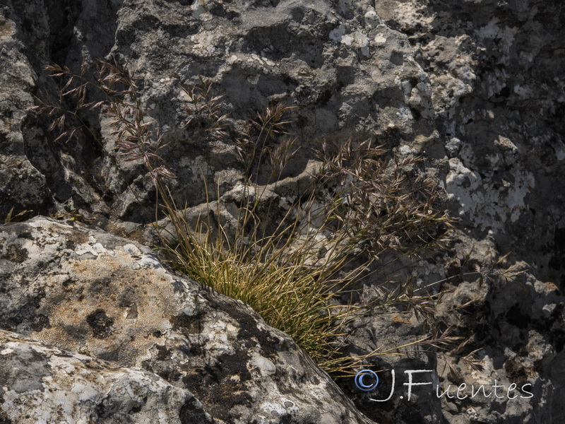 Festuca greuteri camarolensis.02