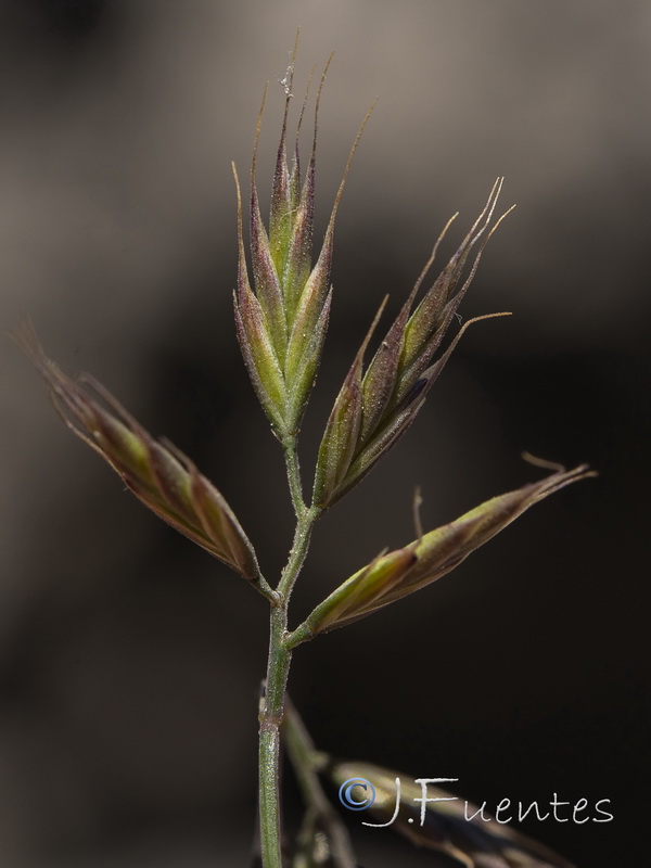 Festuca greuteri camarolensis.03