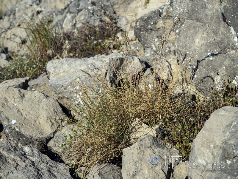 Festuca greuteri greuteri.05