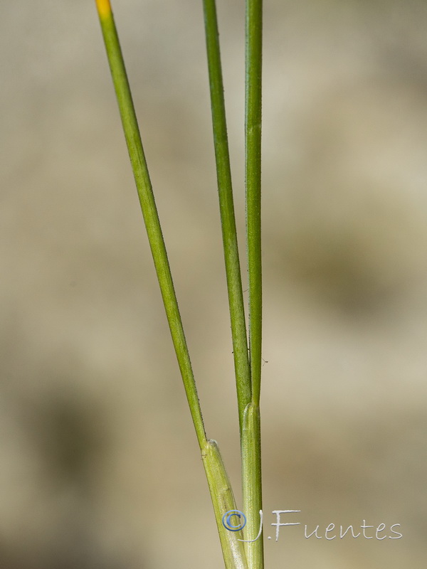 Festuca greuteri greuteri.13