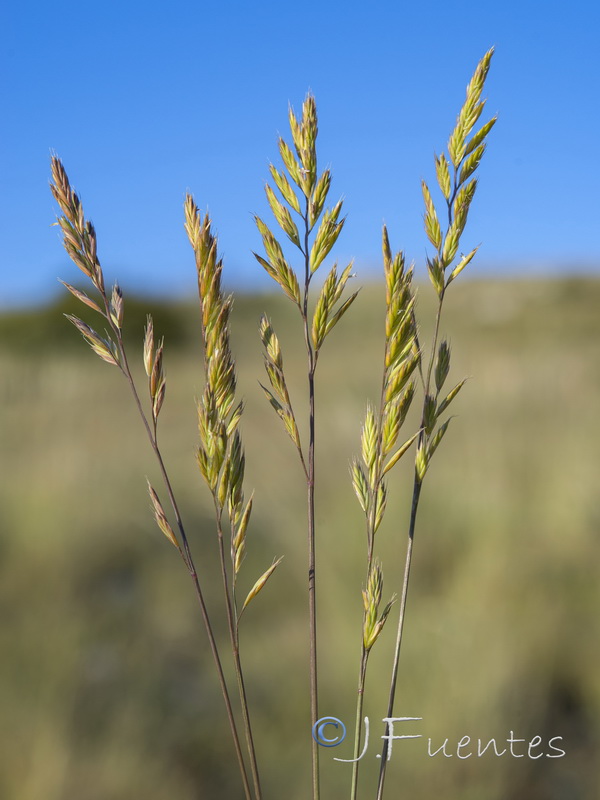 Festuca greuteri greuteri.16