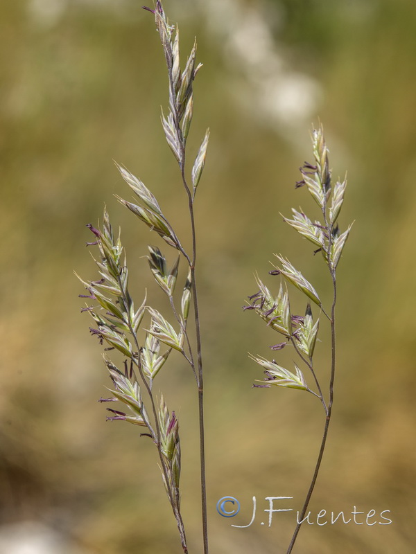 Festuca greuteri greuteri.19