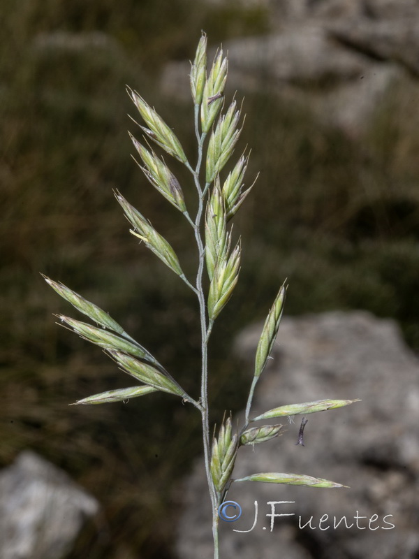 Festuca greuteri greuteri.22