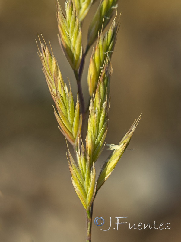 Festuca greuteri greuteri.24