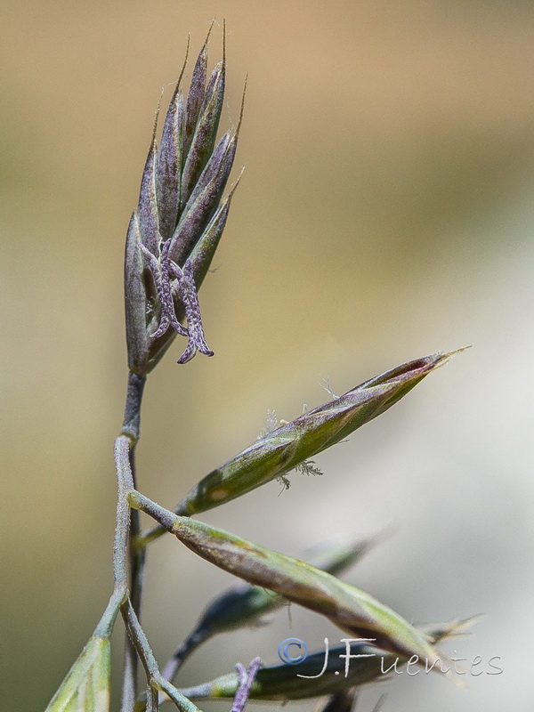 Festuca greuteri greuteri.28