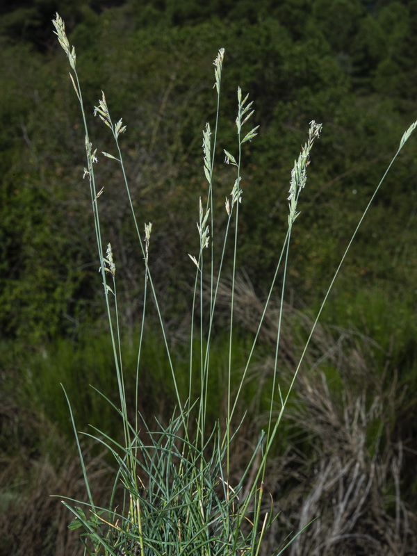 Festuca greuteri greuteri.31