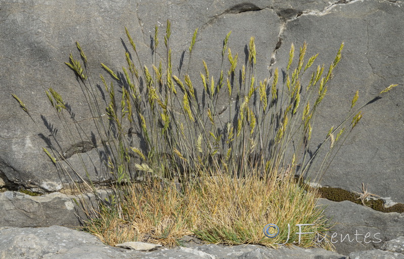 Festuca hystrix.01