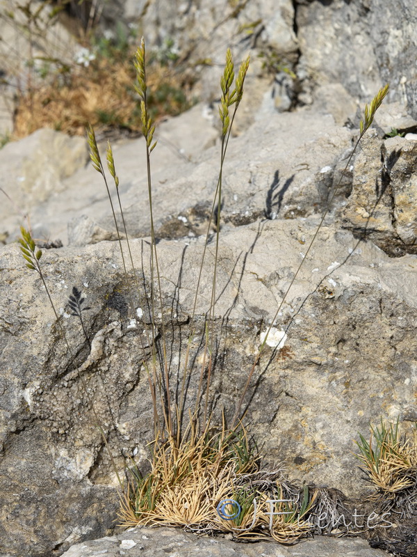 Festuca hystrix.02