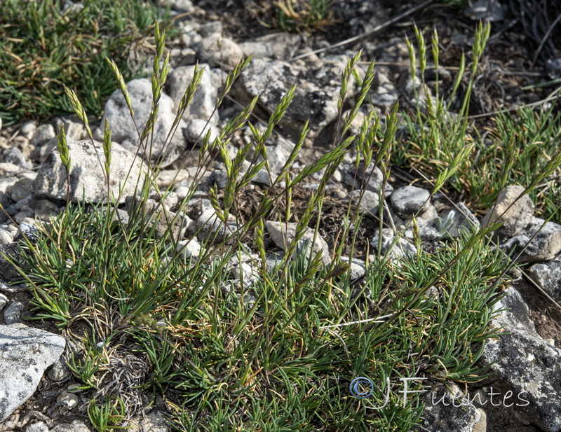 Festuca hystrix.04