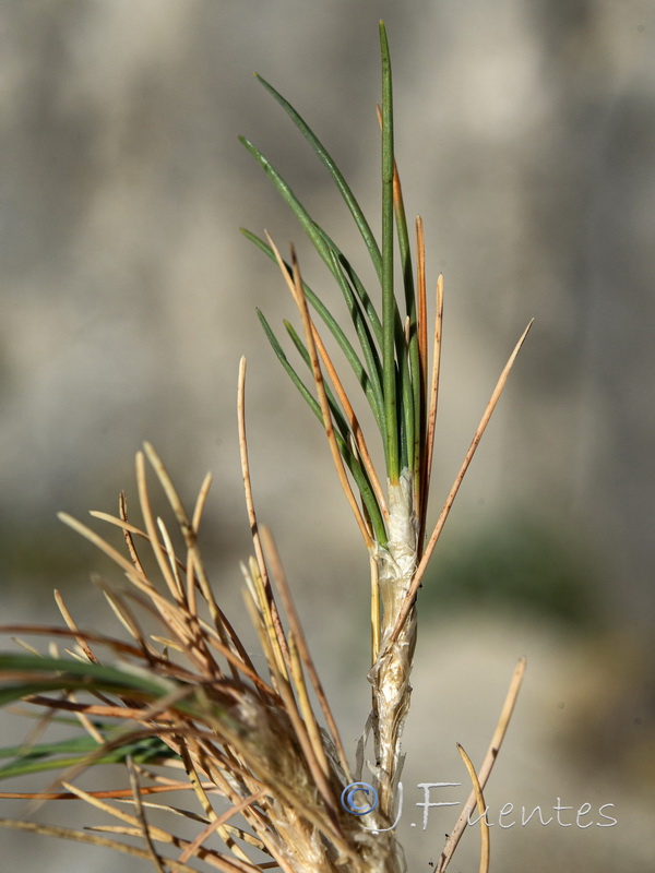 Festuca hystrix.05