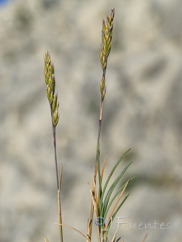 Festuca hystrix.07