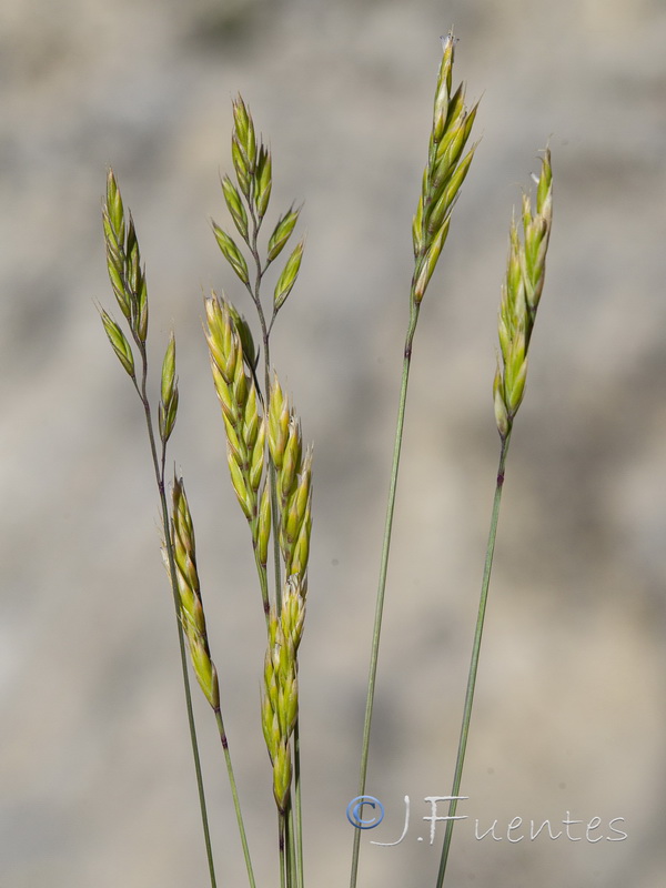 Festuca hystrix.09