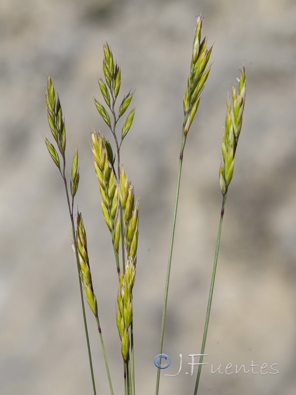 Festuca hystrix.09