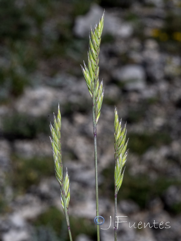 Festuca hystrix.10