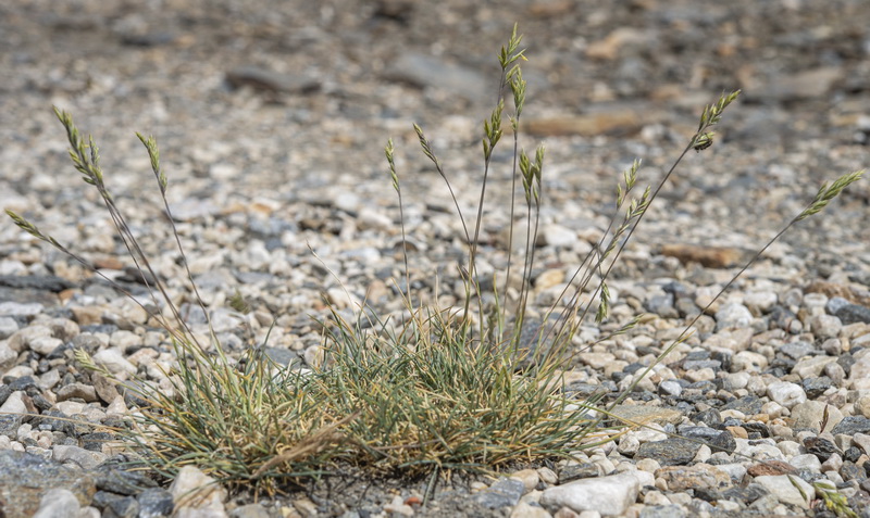 Festuca indigesta indigesta.02