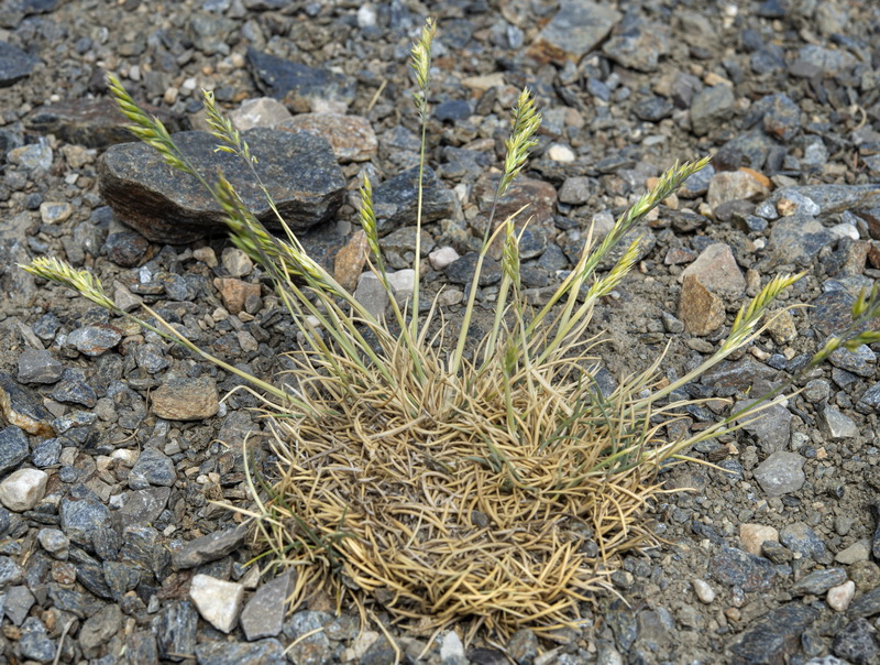 Festuca indigesta indigesta.03