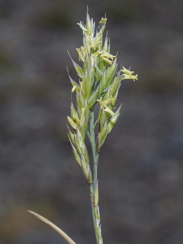 Festuca indigesta indigesta.05