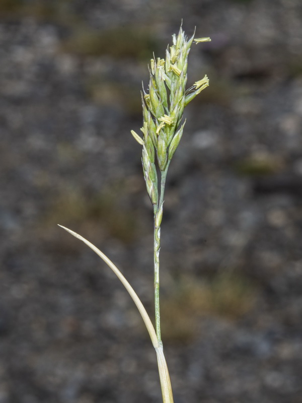 Festuca indigesta indigesta.06