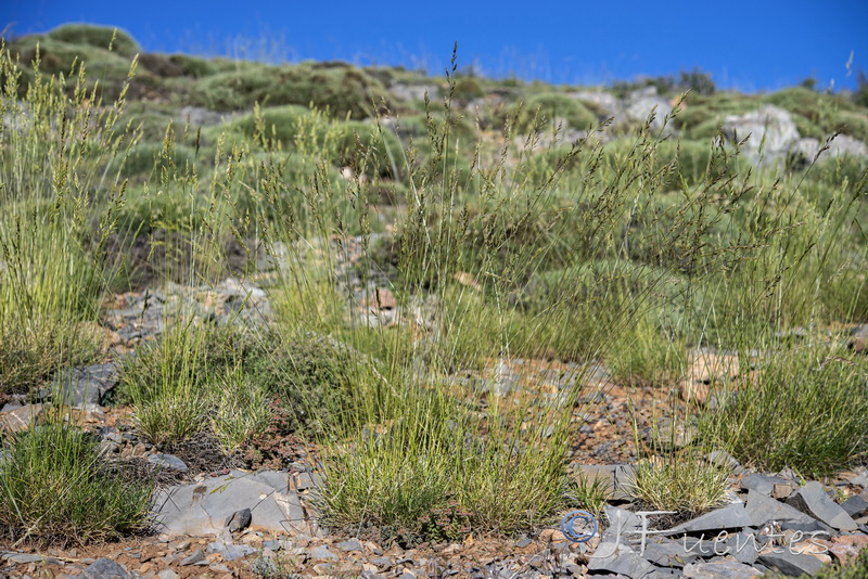 Festuca indigesta indigesta.07