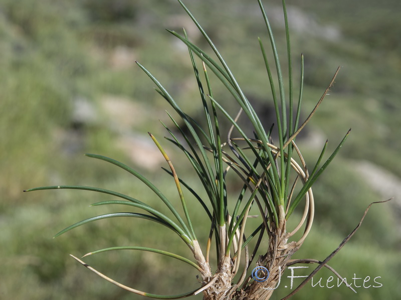 Festuca indigesta indigesta.04