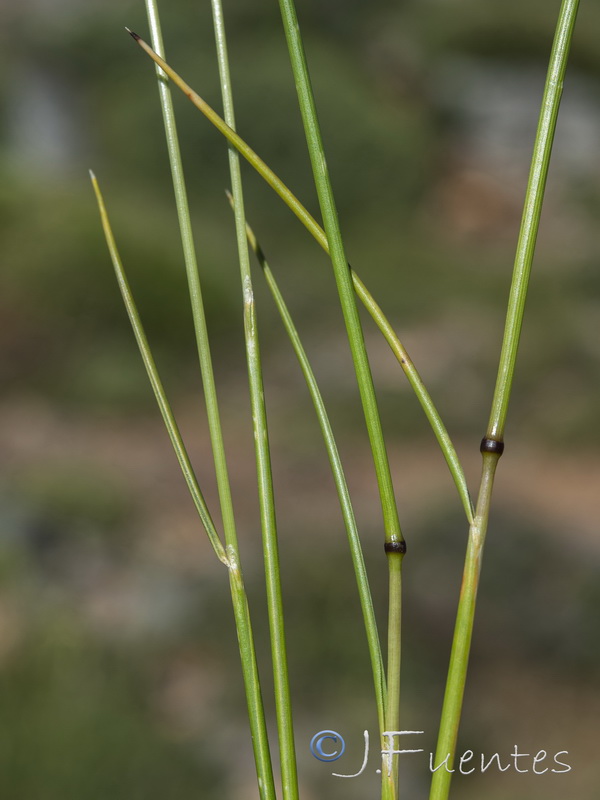 Festuca indigesta indigesta.11