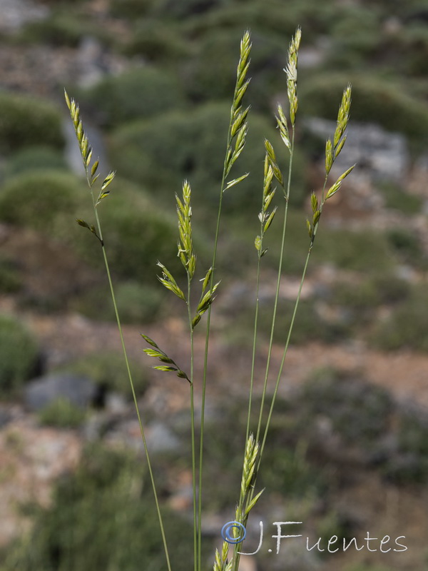 Festuca indigesta indigesta.13