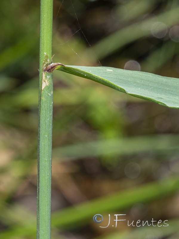 Festuca lasto.05