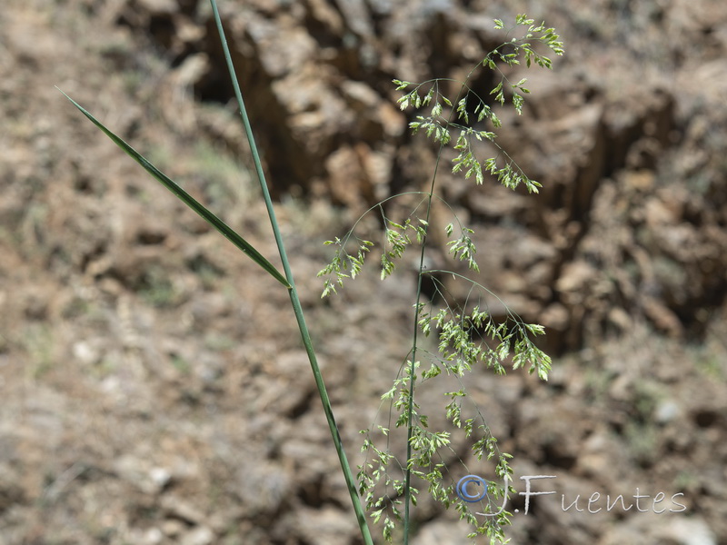Festuca lasto.07