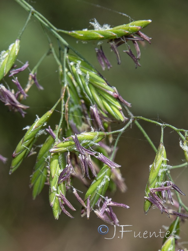 Festuca lasto.10