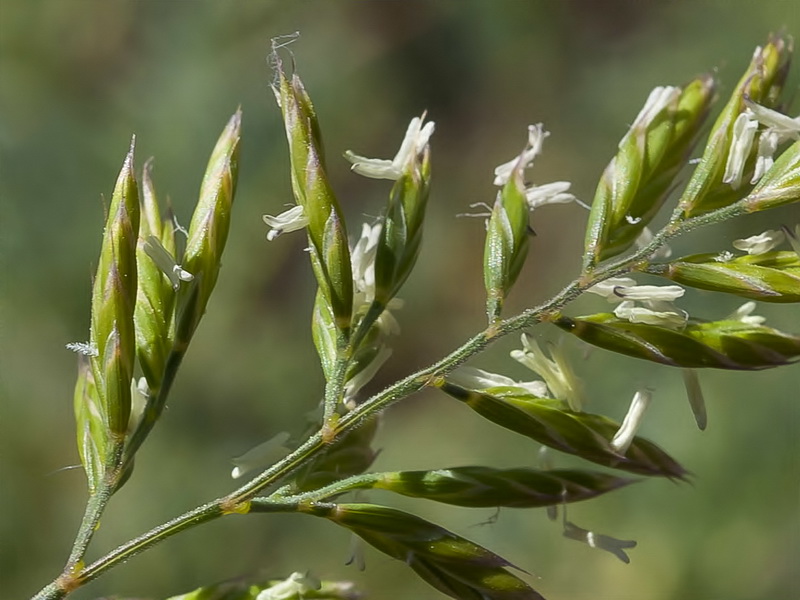 Festuca longiauriculata.06