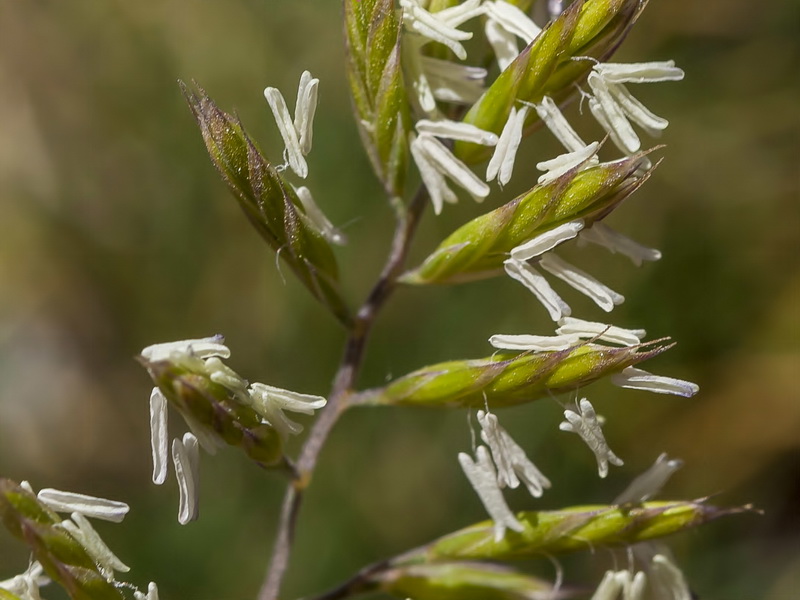 Festuca longiauriculata.08