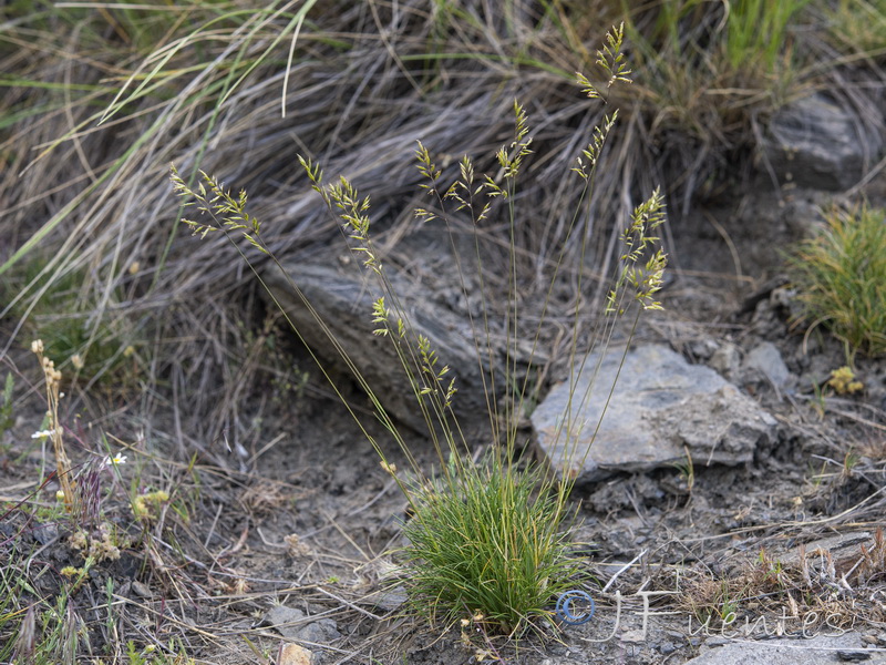 Festuca longiauriculata.02