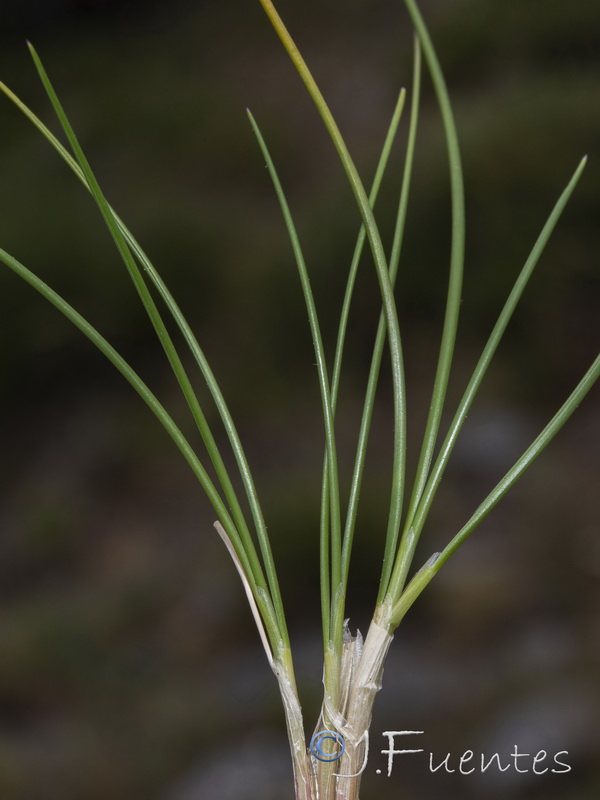 Festuca longiauriculata.15