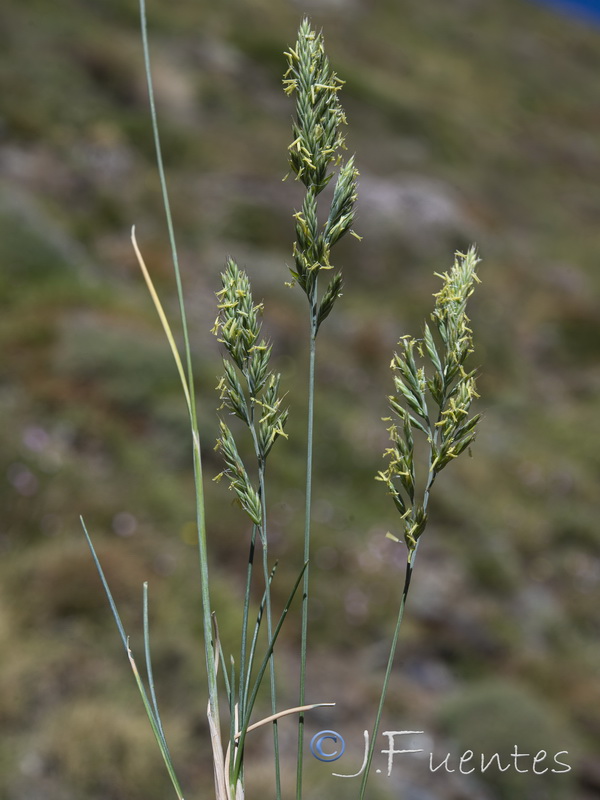 Festuca longiauriculata.18