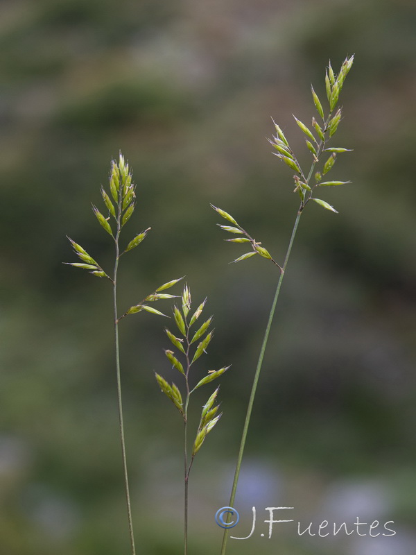 Festuca longiauriculata.19