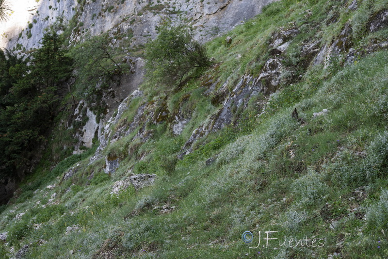 Festuca nevadensis.15