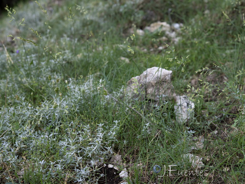 Festuca nevadensis.16