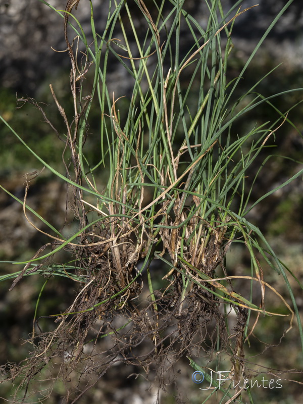 Festuca nevadensis.17