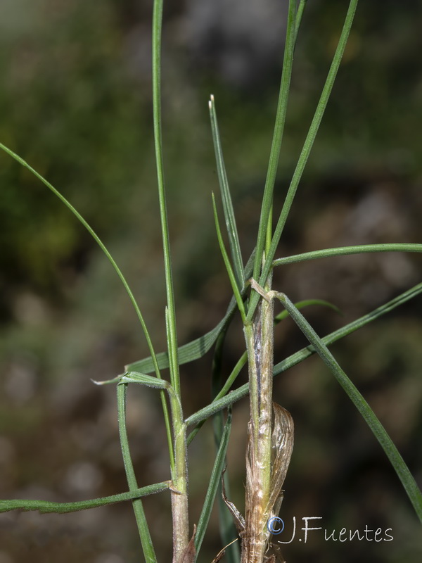 Festuca nevadensis.18