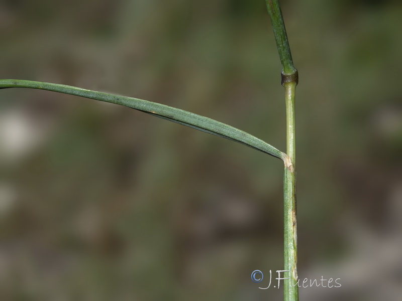 Festuca nevadensis.19