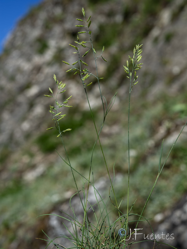Festuca nevadensis.21