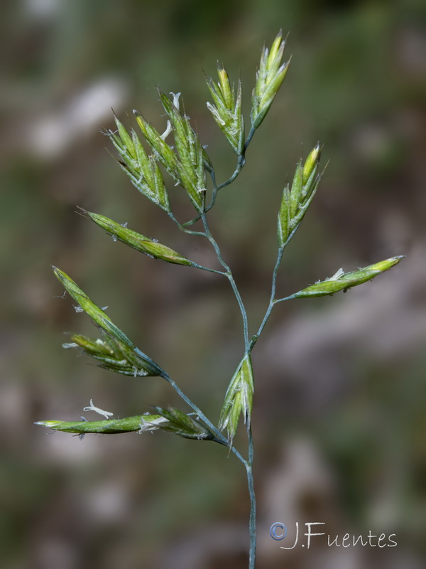 Festuca nevadensis.24