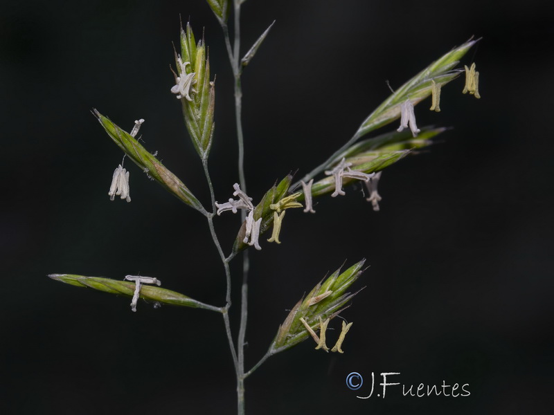 Festuca nevadensis.26