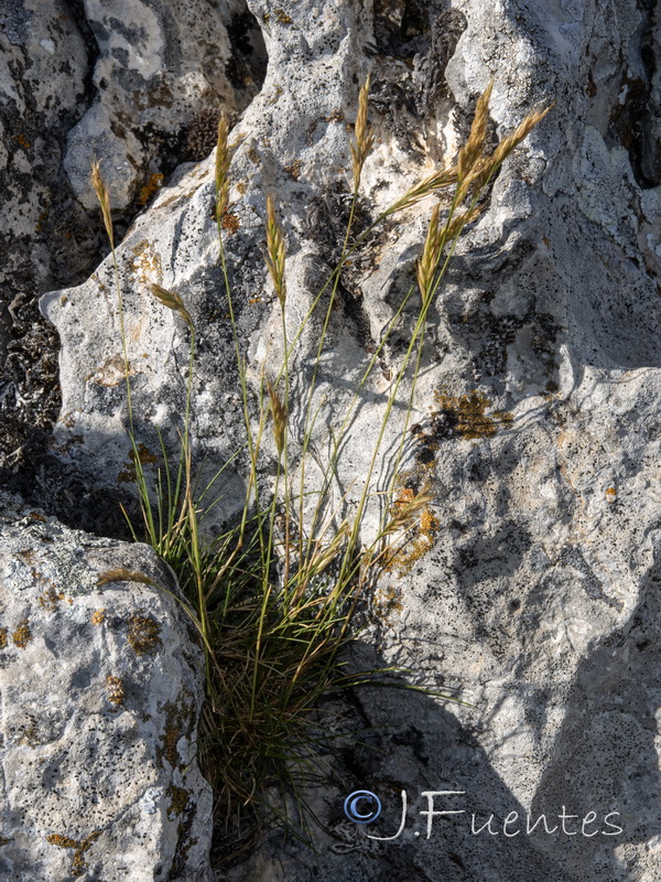 Festuca plicata.01